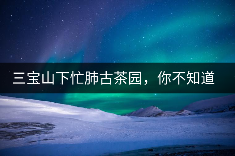 三寶山下忙肺古茶園，你不知道的古樹茶傳說