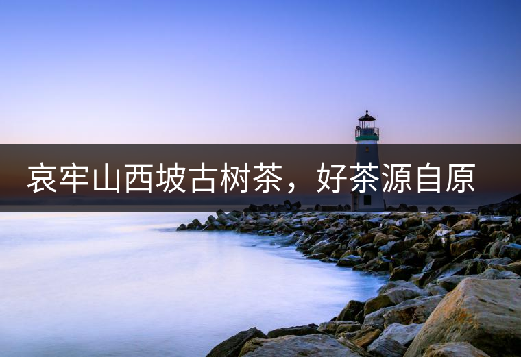 哀牢山西坡古樹茶，好茶源自原生態(tài)高山