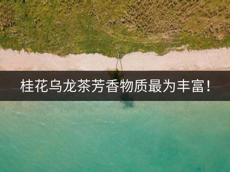 桂花烏龍茶芳香物質最為豐富！