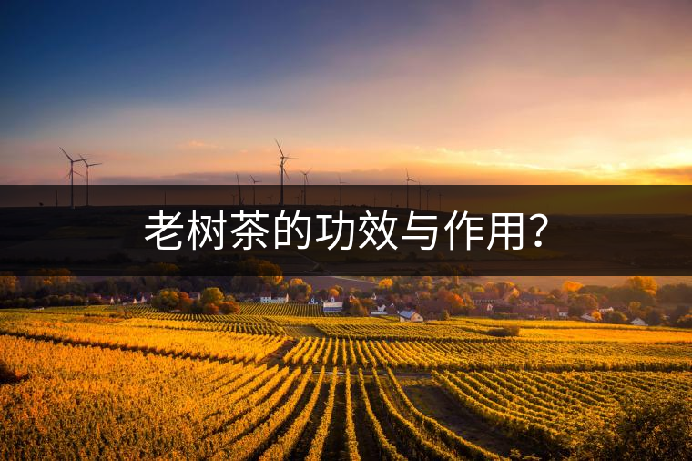 老樹茶的功效與作用？