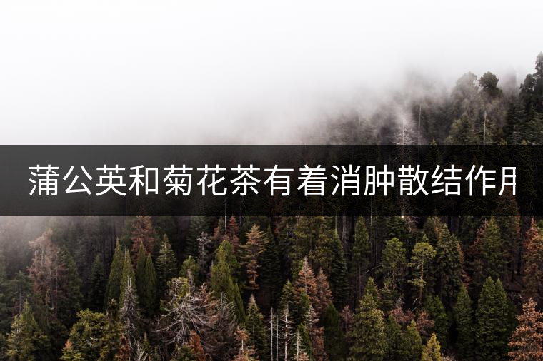 蒲公英和菊花茶有著消腫散結(jié)作用！