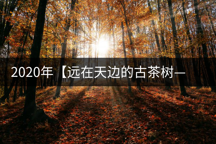 2020年【遠(yuǎn)在天邊的古茶樹——天門山天生古樹】-易武中聘號(hào)