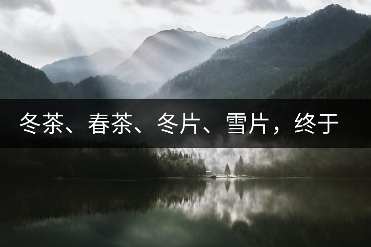 冬茶、春茶、冬片、雪片，終于分清楚了