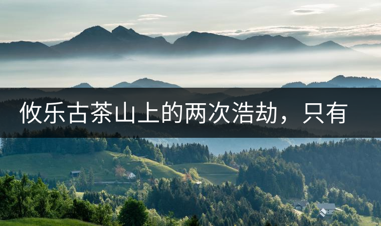 攸樂古茶山上的兩次浩劫，只有絕少部分的茶人解內(nèi)情