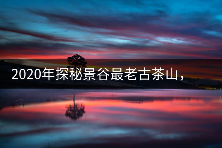 2020年探秘景谷最老古茶山，一個家族的興茶往事-易武中聘號