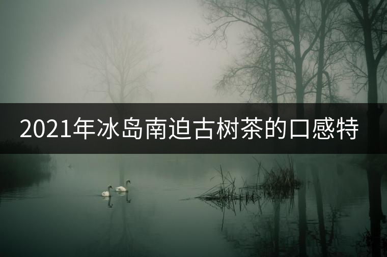 2021年冰島南迫古樹(shù)茶的口感特點(diǎn)！