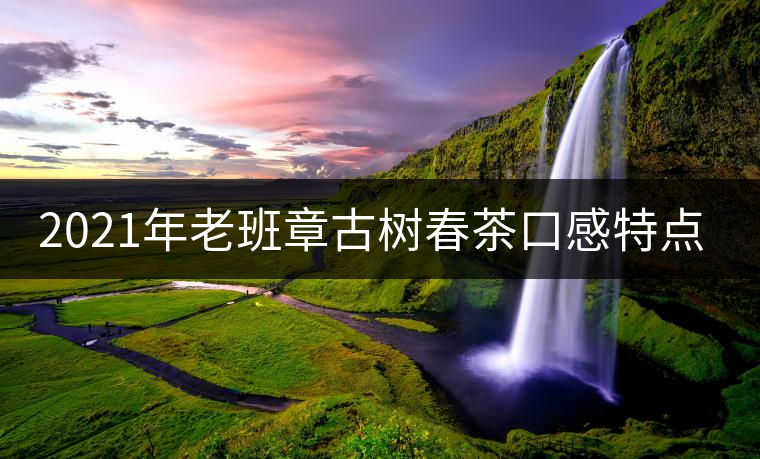 2021年老班章古樹春茶口感特點(diǎn)？