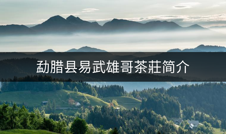 勐臘縣易武雄哥茶莊簡介