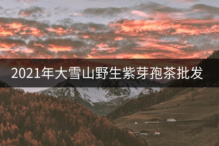 2021年大雪山野生紫芽孢茶批發(fā)價格多少錢一公斤？
