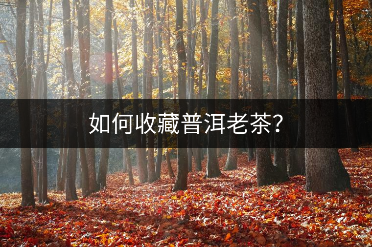 如何收藏普洱老茶？