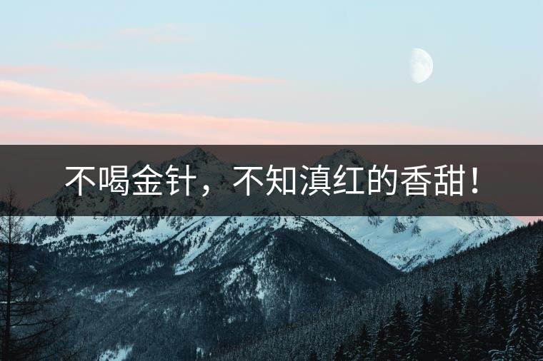 不喝金針，不知滇紅的香甜！
