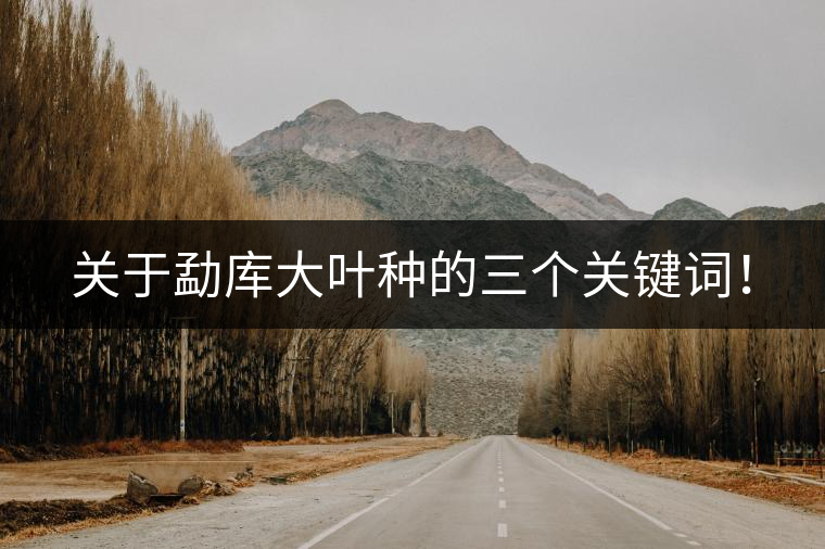 關(guān)于勐庫大葉種的三個(gè)關(guān)鍵詞！