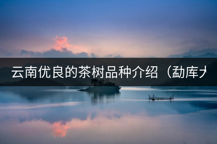 云南優(yōu)良的茶樹品種介紹（勐庫(kù)大葉茶）