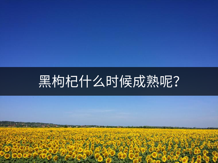 黑枸杞什么時(shí)候成熟呢？