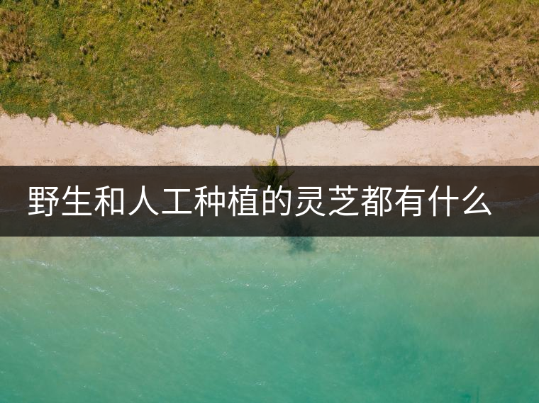 野生和人工種植的靈芝都有什么區(qū)別？