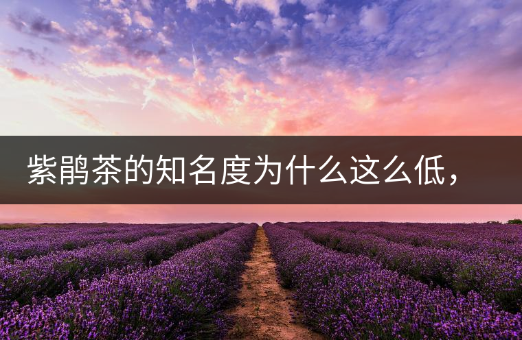 紫鵑茶的知名度為什么這么低，適合做成生茶還是熟茶？