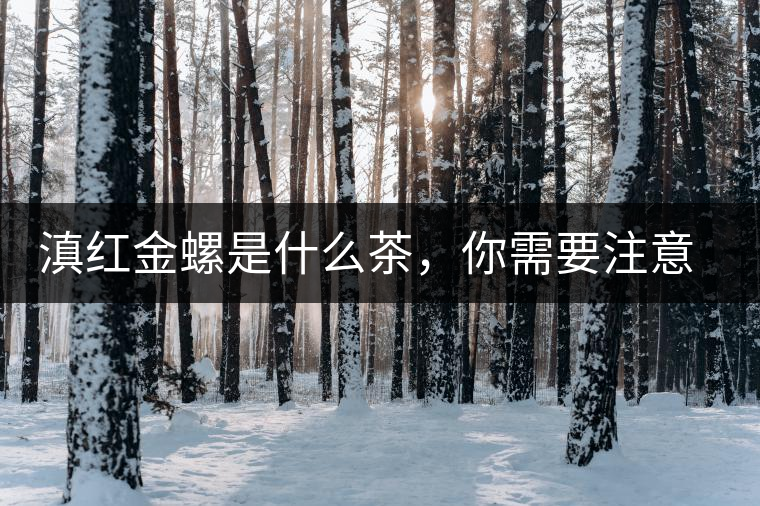 滇紅金螺是什么茶，你需要注意沖泡技巧