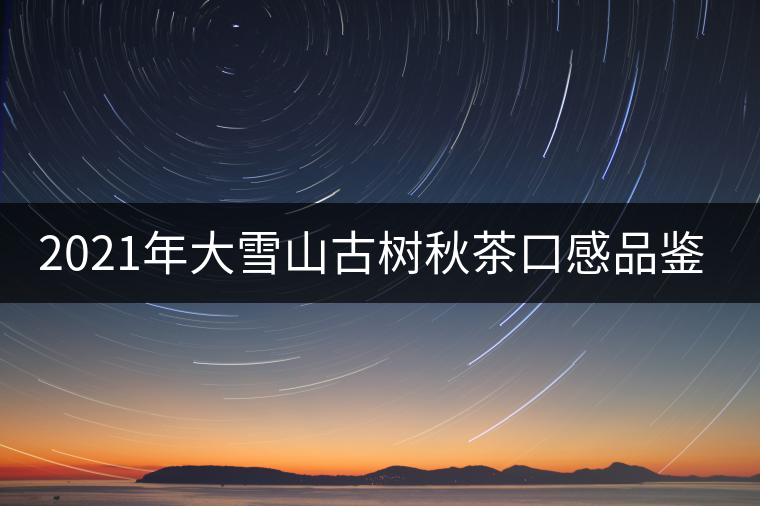 2021年大雪山古樹秋茶口感品鑒？