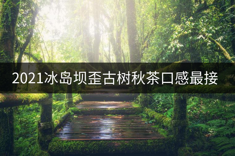 2021冰島壩歪古樹(shù)秋茶口感最接近冰島老寨！