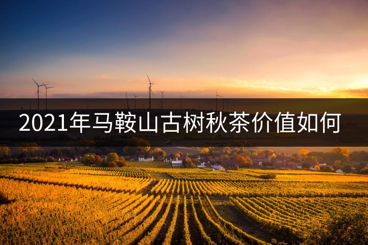 2021年馬鞍山古樹秋茶價值如何？