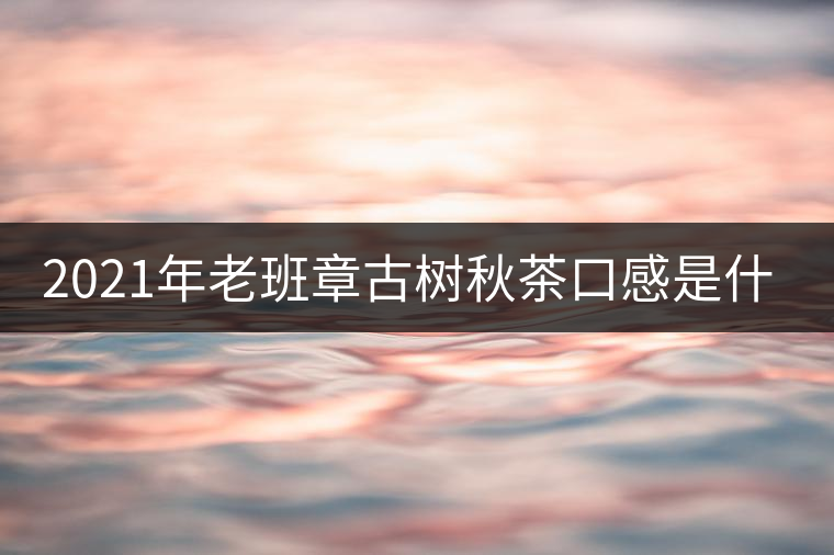 2021年老班章古樹秋茶口感是什么？
