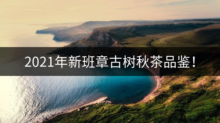 2021年新班章古樹秋茶品鑒！