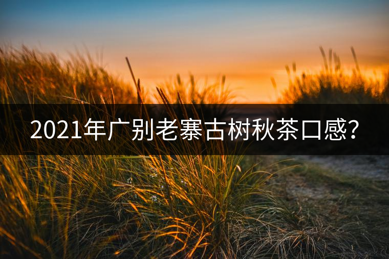 2021年廣別老寨古樹(shù)秋茶口感？