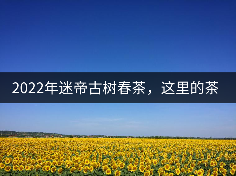 2022年迷帝古樹春茶，這里的茶 皇帝都著迷