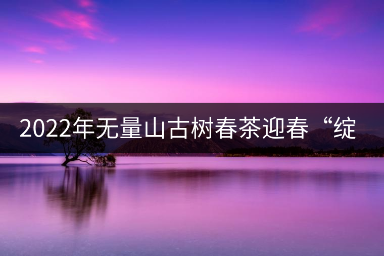 2022年無量山古樹春茶迎春“綻放”！