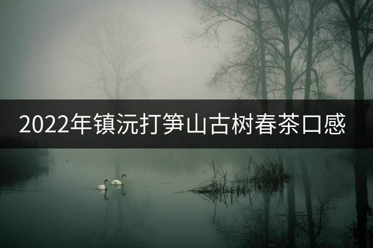 2022年鎮(zhèn)沅打筍山古樹(shù)春茶口感？