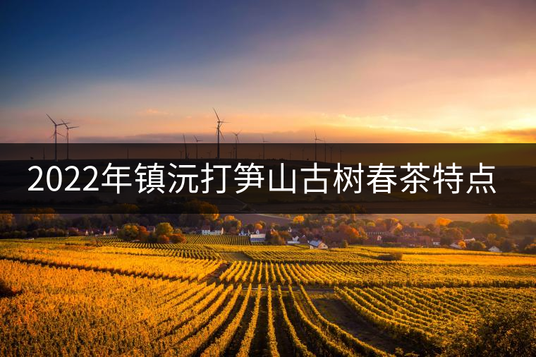 2022年鎮(zhèn)沅打筍山古樹春茶特點(diǎn)？