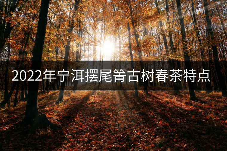 2022年寧洱擺尾箐古樹春茶特點(diǎn)？