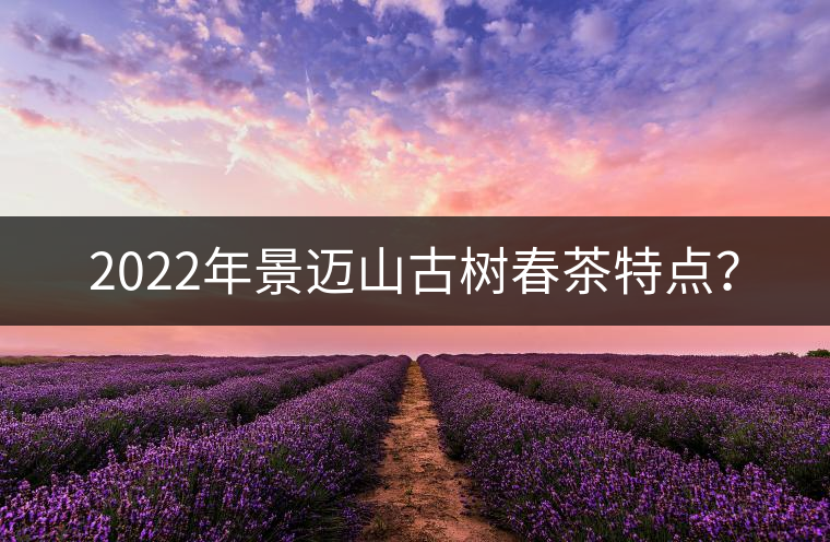 2022年景邁山古樹春茶特點(diǎn)？