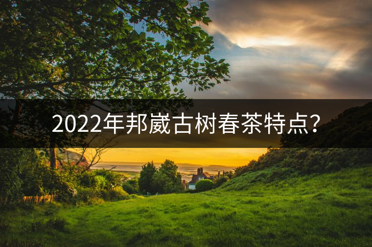 2022年邦崴古樹春茶特點？