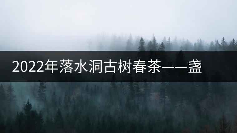 2022年落水洞古樹春茶——盞盛琥珀光，柔甜入人心