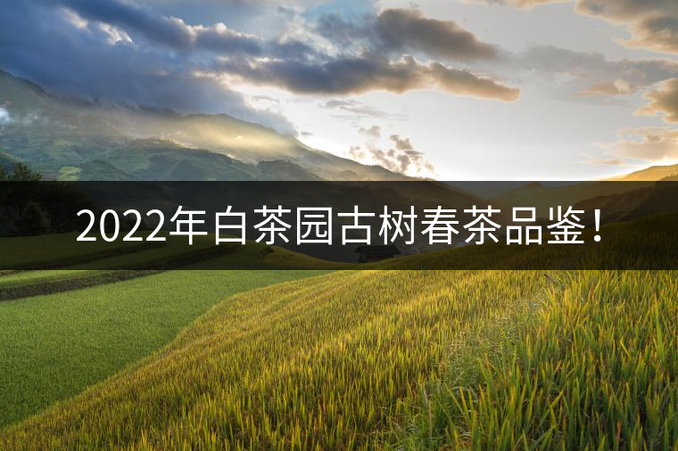 2022年白茶園古樹春茶品鑒！