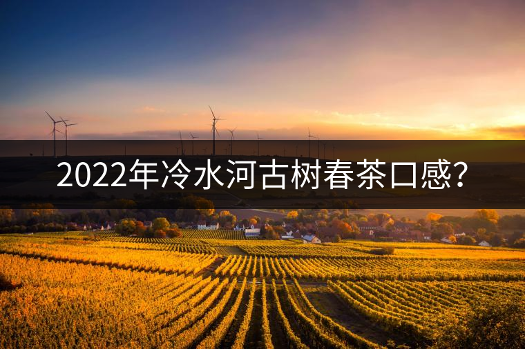 2022年冷水河古樹春茶口感？