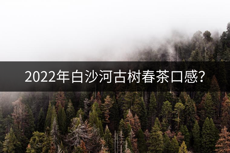 2022年白沙河古樹(shù)春茶口感？