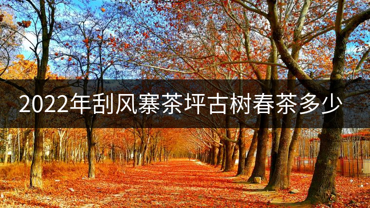 2022年刮風(fēng)寨茶坪古樹春茶多少錢一公斤？