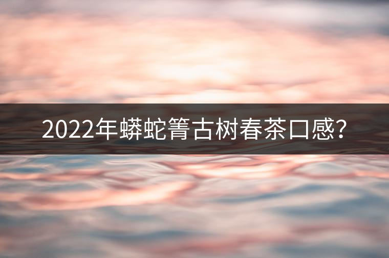 2022年蟒蛇箐古樹春茶口感？