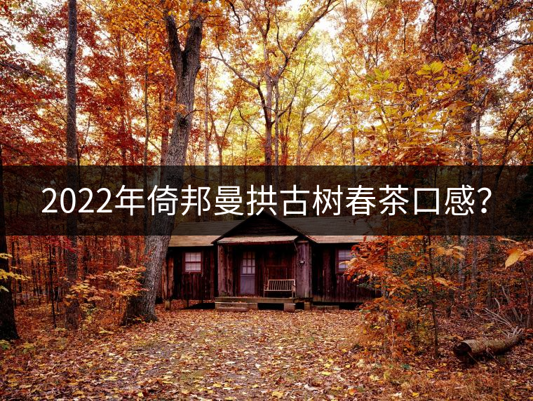 2022年倚邦曼拱古樹(shù)春茶口感？