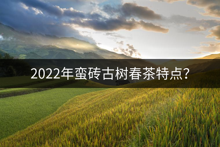 2022年蠻磚古樹春茶特點？