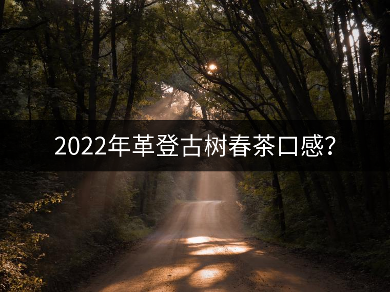 2022年革登古樹(shù)春茶口感？