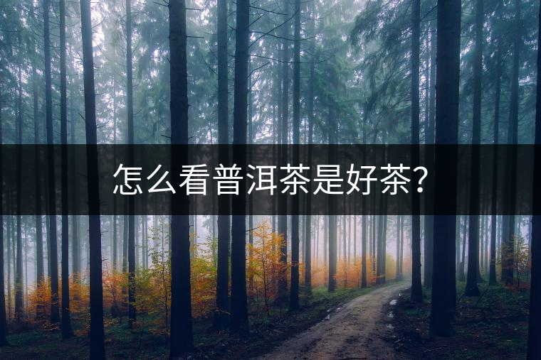 怎么看普洱茶是好茶？