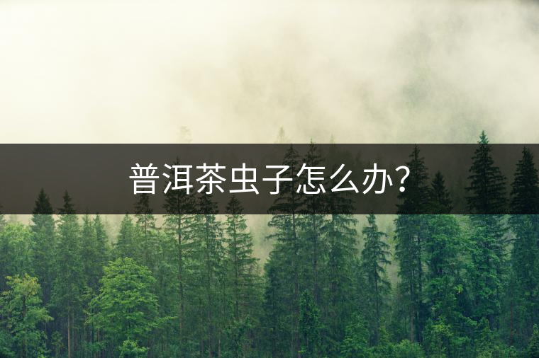 普洱茶蟲子怎么辦？