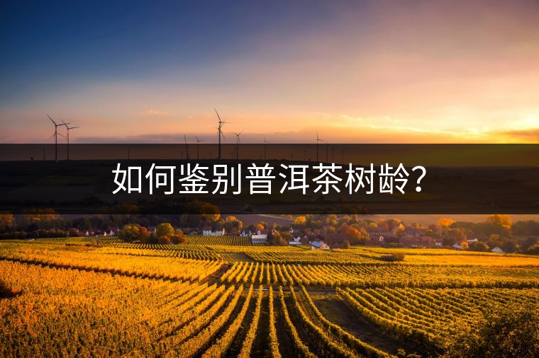 如何鑒別普洱茶樹齡？