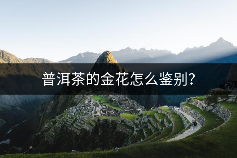 普洱茶的金花怎么鑒別？