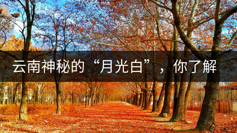 云南神秘的“月光白”，你了解多少？