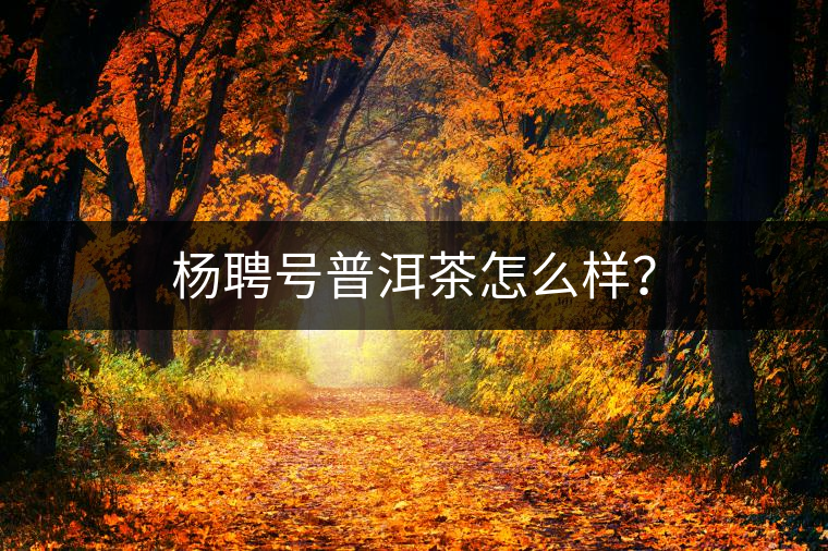 楊聘號普洱茶怎么樣？