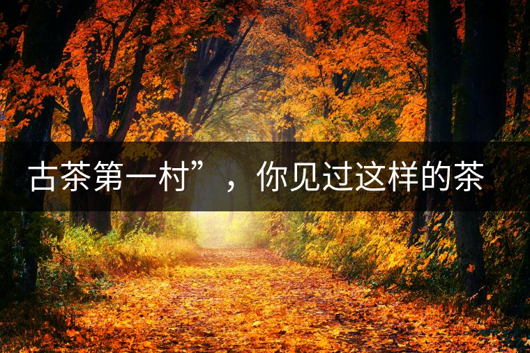 古茶第一村”，你見過這樣的茶樹嗎？